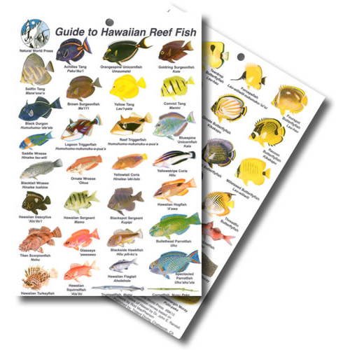 AWARE - Fish Identification Course